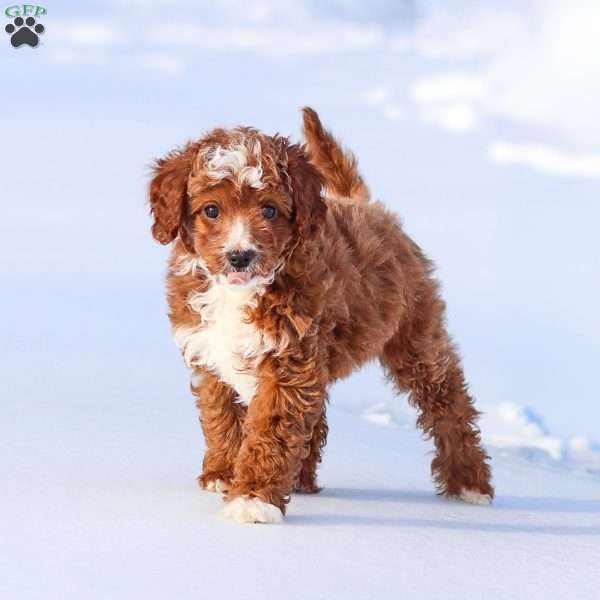 Jasper, Cavapoo Puppy